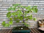 Linde bonsaiboom in pot, Ophalen, In pot, Minder dan 100 cm