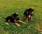 Raszuivere Duitse herder pups, Dieren en Toebehoren, Honden | Herdershonden en Veedrijvers, Meerdere, Meerdere dieren, Herder