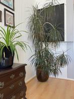 Grote kamerplant (drakenbloedboom) in sierpot, Ophalen, Overige soorten, Halfschaduw, In pot
