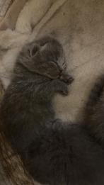 Britse korthaar kittens, Dieren en Toebehoren, Katten en Kittens | Raskatten | Langhaar, Meerdere dieren, Ontwormd, 0 tot 2 jaar