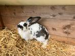 Lotharinger ram (4 maanden oud )., Dieren en Toebehoren, Mannelijk, Groot, 0 tot 2 jaar