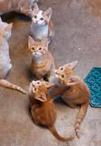 De liefste boerderij kittens, 2 zusjes, Dieren en Toebehoren, Katten en Kittens | Overige Katten, Poes, Kortharig, 0 tot 2 jaar