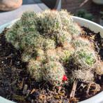 Mooie Mammilaria Prolifera winterharde cactus, Tuin en Terras, Volle zon, Minder dan 100 cm, Zomer, Overige soorten