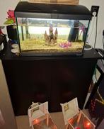 Aquarium, kast, vissen., Dieren en Toebehoren, Vissen | Aquaria en Toebehoren, Ophalen