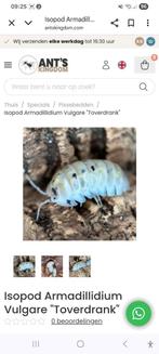 Magic potion isopods, Overige soorten
