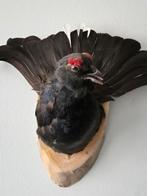 Opgezette Korhoen  super mooi exemplaar., Ophalen of Verzenden, Zo goed als nieuw, Vogel, Opgezet dier