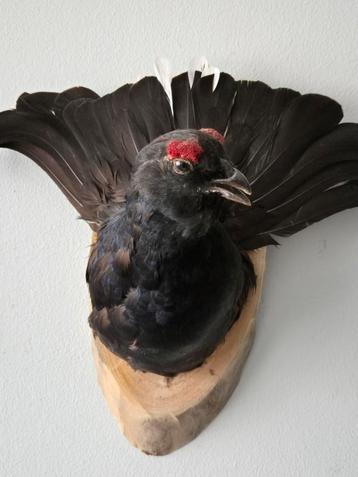 Opgezette Korhoen  super mooi exemplaar. beschikbaar voor biedingen