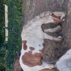 Te koop 2 mini tinkers,en 2 recreatie paarden, Dieren en Toebehoren, Pony's, Merrie, Recreatiepony