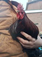 Cochin kriel haan, Mannelijk, Kip