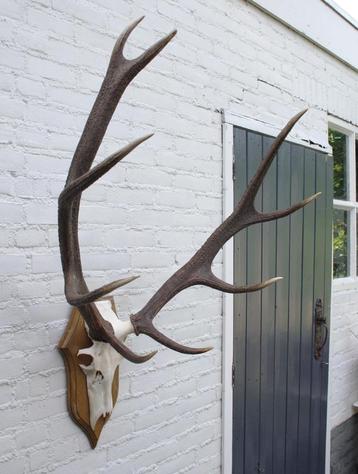 EDELHERT GEWEI ongelijke 10-ender met echte schedel (ref. i) beschikbaar voor biedingen