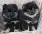 Lieve dwergkees pups (pomeriaan/pomeranian) met STAMBOOM, 8 tot 15 weken, Meerdere, Meerdere dieren, Nederland