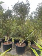 Schijnhulst Osmanthus meerstammig in pot leverbaar tot 250 c, Halfschaduw, Overige soorten, Lente, 100 tot 250 cm