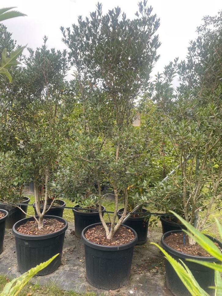 Schijnhulst Osmanthus meerstammig in pot leverbaar tot 250 c, Tuin en Terras, Planten | Bomen, Overige soorten, 100 tot 250 cm