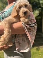 Uptodate!F3 multigen Doodle labrador labradoodle oudere pup, Rabiës (hondsdolheid), 15 weken tot 1 jaar, Overige rassen, Meerdere