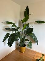 Strelitzia Nicolai XXL, Huis en Inrichting, Kamerplanten, Ophalen, Overige soorten, 200 cm of meer