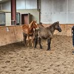 Hengsten, Dieren en Toebehoren, Hengst, Niet van toepassing, Minder dan 160 cm, 0 tot 2 jaar