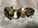 Prachtige CH-teddy’s beschikbaar, Dieren en Toebehoren, Knaagdieren, Vrouwelijk, Cavia, Na 1 juli 2024, Tam