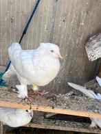 Takla musel duiven  van arab kadir uit Alkmaar !, Dieren en Toebehoren, Meerdere dieren, Postduif