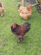 Prachtige Brahma haan Karel zoekt groepje mooie dames, Dieren en Toebehoren, Pluimvee, Mannelijk, Kip