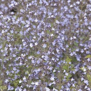 Bergsteentijm plantjes te koop beschikbaar voor biedingen