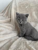 Britse korthaar kittens, Dieren en Toebehoren, Katten en Kittens | Raskatten | Korthaar, Kater, Ontwormd, 0 tot 2 jaar