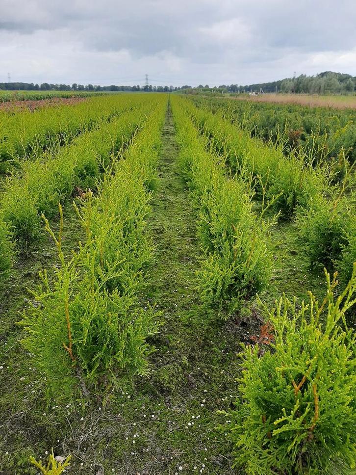 Thuja Brabant plantgoed 20/30cm haagplanten blotewortel gele, Tuin en Terras, Planten | Struiken en Hagen, Conifeer, Ophalen