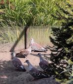 Guinea duiven, Dieren en Toebehoren, Vogels | Duiven, Meerdere dieren, Overige soorten