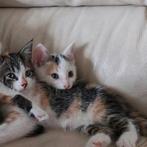 Super lieve kittens te koop!, Dieren en Toebehoren, Katten en Kittens | Overige Katten, Meerdere dieren, Kortharig, 0 tot 2 jaar