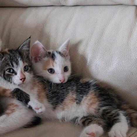 Super lieve kittens te koop!, Dieren en Toebehoren, Katten en Kittens | Overige Katten, Kortharig, Meerdere dieren, 0 tot 2 jaar