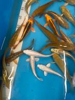 Chagoi en platinum ogon koi, Dieren en Toebehoren, Vissen | Vijvervissen, Karper of Koi