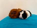 Cavia’s ter adoptie, gecastreerde beer en jonge zeug, Dieren en Toebehoren, Knaagdieren, Januari, Meerdere dieren, Cavia