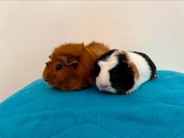Cavia’s ter adoptie, gecastreerde beer en jonge zeug beschikbaar voor biedingen
