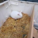 Lieve dwerg konijntjes, Dieren en Toebehoren, Konijnen, Meerdere dieren, Dwerg, 0 tot 2 jaar