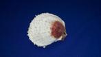 Schelpen, Spondylus varians, Ophalen of Verzenden, Schelp(en)