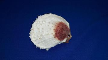Schelpen, Spondylus varians beschikbaar voor biedingen