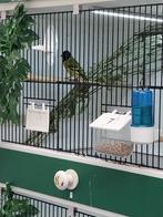 zwartkop sijsen, Meerdere dieren, Parkiet