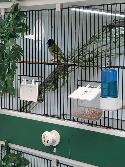 zwartkop sijsen, Dieren en Toebehoren, Vogels | Parkieten en Papegaaien, Parkiet, Meerdere dieren