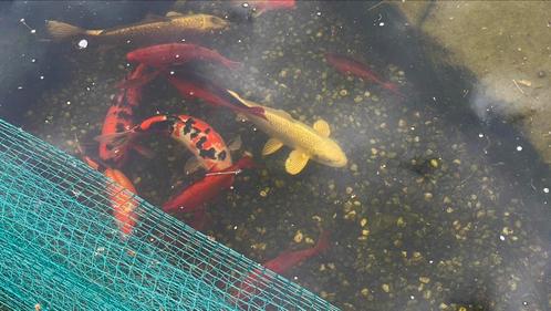 Grote koi karpers, Dieren en Toebehoren, Vissen | Vijvervissen, Karper of Koi