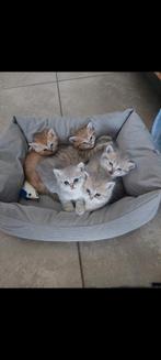 Golden and silver shaded britse korthaar kittens, Meerdere dieren