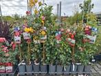 Klimrozen, rozen struiken, rosa, roos diversen soorten en kl, Tuin en Terras, Ophalen of Verzenden, Overige soorten, Struik, Minder dan 100 cm