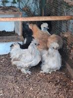 Zijde hoenders krielkippen, Dieren en Toebehoren, Pluimvee, Meerdere dieren, Kip