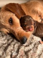 Prachtige teckel pups, Dieren en Toebehoren, Parvo, 8 tot 15 weken, Korthaar, Dwerg