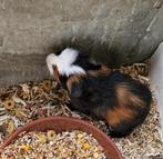 Supermooie Cuy cavia beertje, Dieren en Toebehoren, Knaagdieren, Augustus, Mannelijk, Cavia