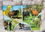 Diverse paarden in de wei, Verzamelen, Ansichtkaarten | Dieren, Verzenden, 1980 tot heden, Ongelopen, Paard