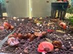 Ramshoorn slakken, Dieren en Toebehoren, Vissen | Aquariumvissen, Slak of Weekdier, Zoetwatervis