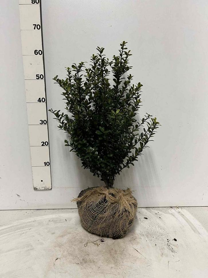Ilex crenata 'Caroline Upright'  40/50, Tuin en Terras, Planten | Tuinplanten, Overige soorten, Halfschaduw, Ophalen of Verzenden