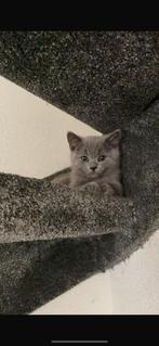 Britse korthaar kitten te koop!!!nog 2 kittens beschikbaar!, Kater, Ontwormd