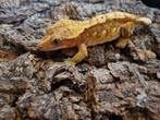 Wimpergekko correlophus vrouwtje, Hagedis