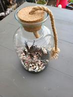 Glazen fles met vetplanten, Huis en Inrichting, Minder dan 100 cm, Halfschaduw, In pot, Ophalen