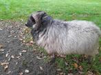 Ouessantschapen rammen, Dieren en Toebehoren, Mannelijk, Schaap, 0 tot 2 jaar